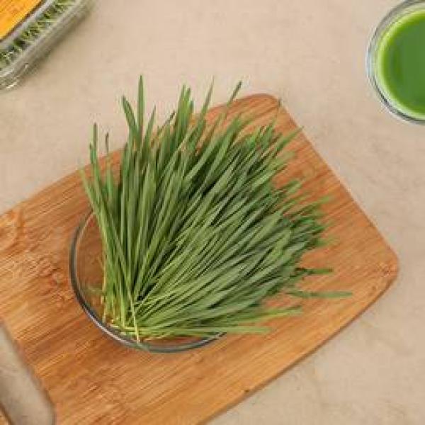 Wheatgrass
