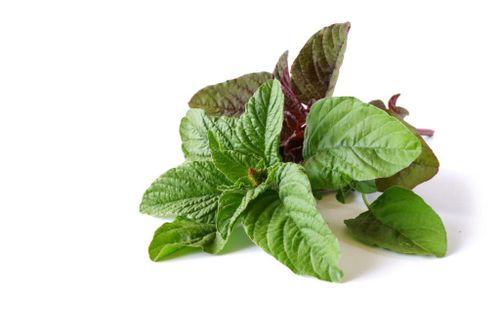 Amarnath Leaves Green