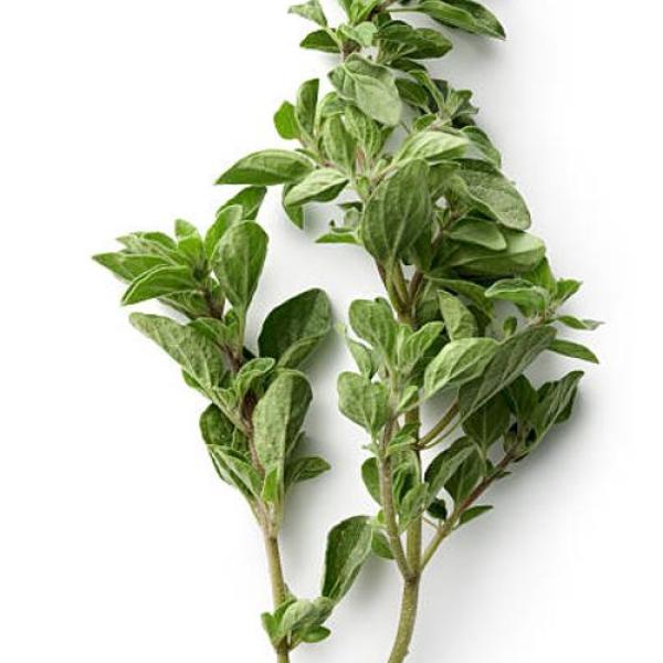 Oregano Fresh