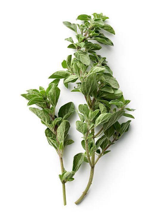 Oregano Fresh