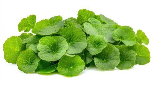 Brahmi Leaves